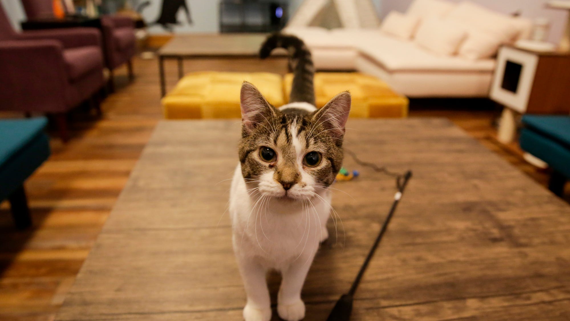 Lafayette s first cat cafe to open Saturday Lafayette s first cat cafe to open Saturday