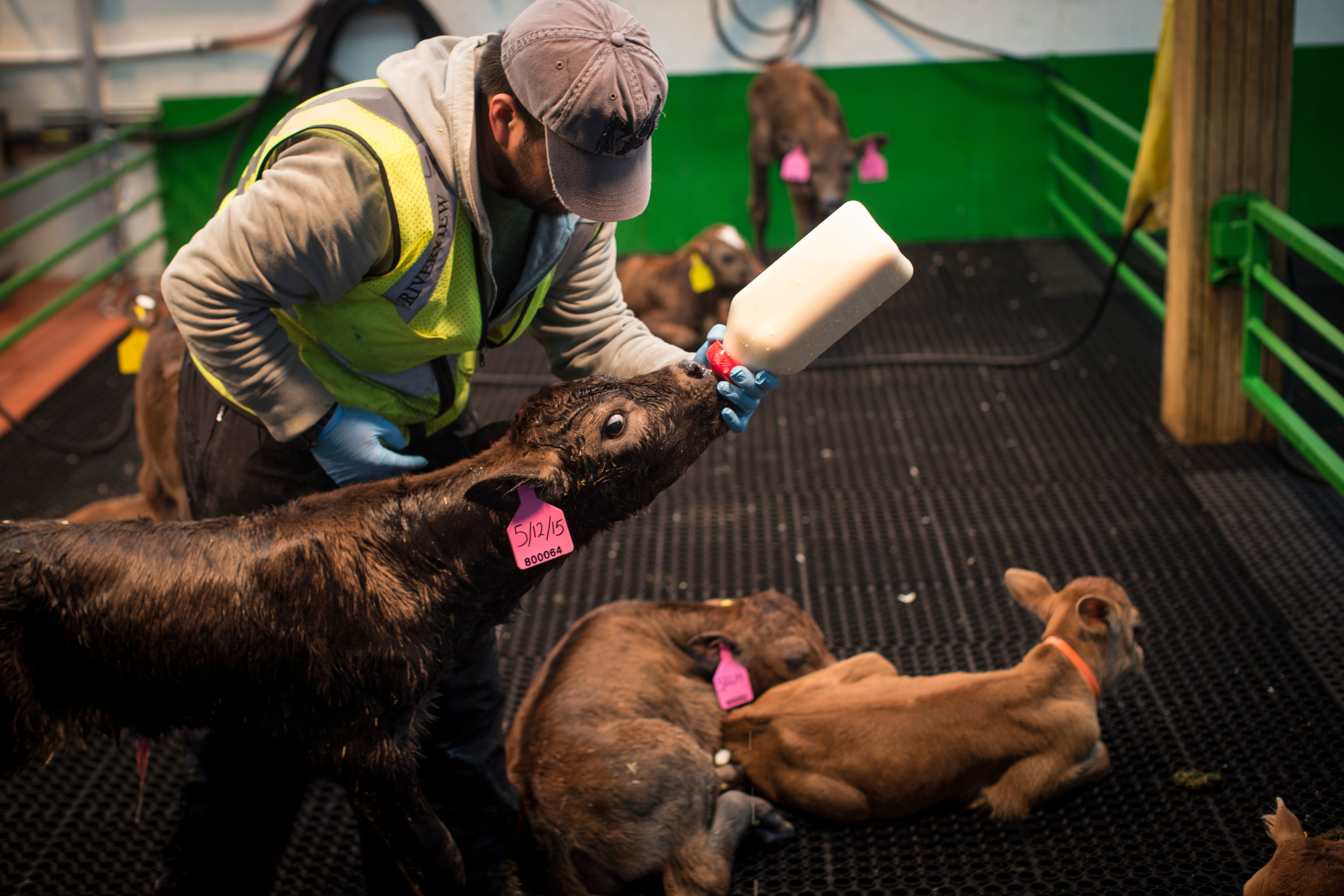 In this 2015 photo, an employee feeds a calf at Riverview Farms.