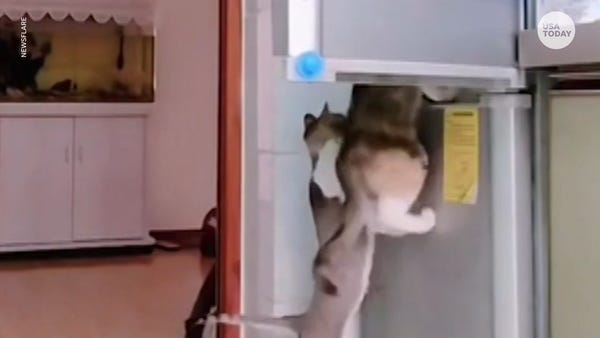 Two cats steal food out of owner's fridge