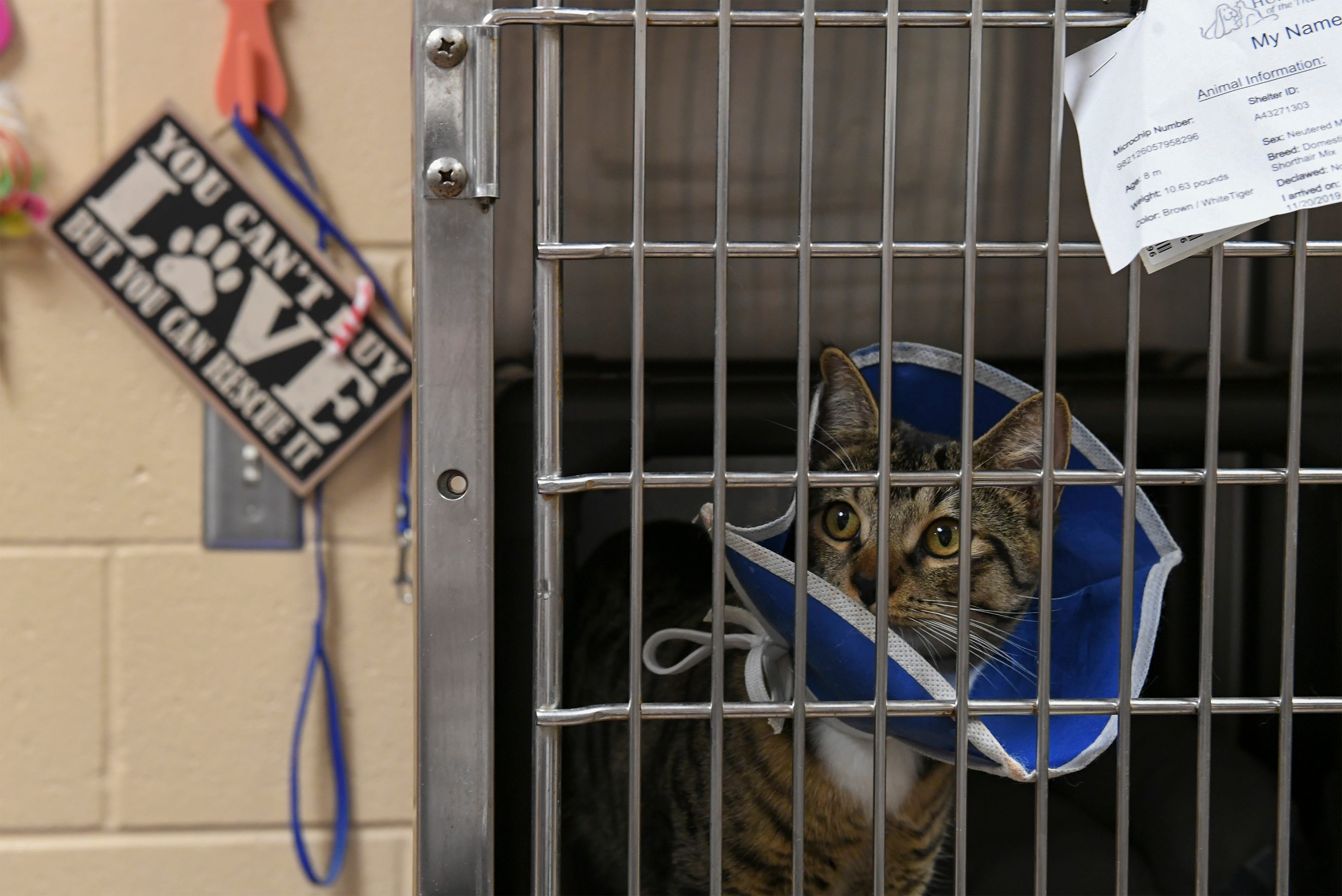 treasure coast humane society dogs