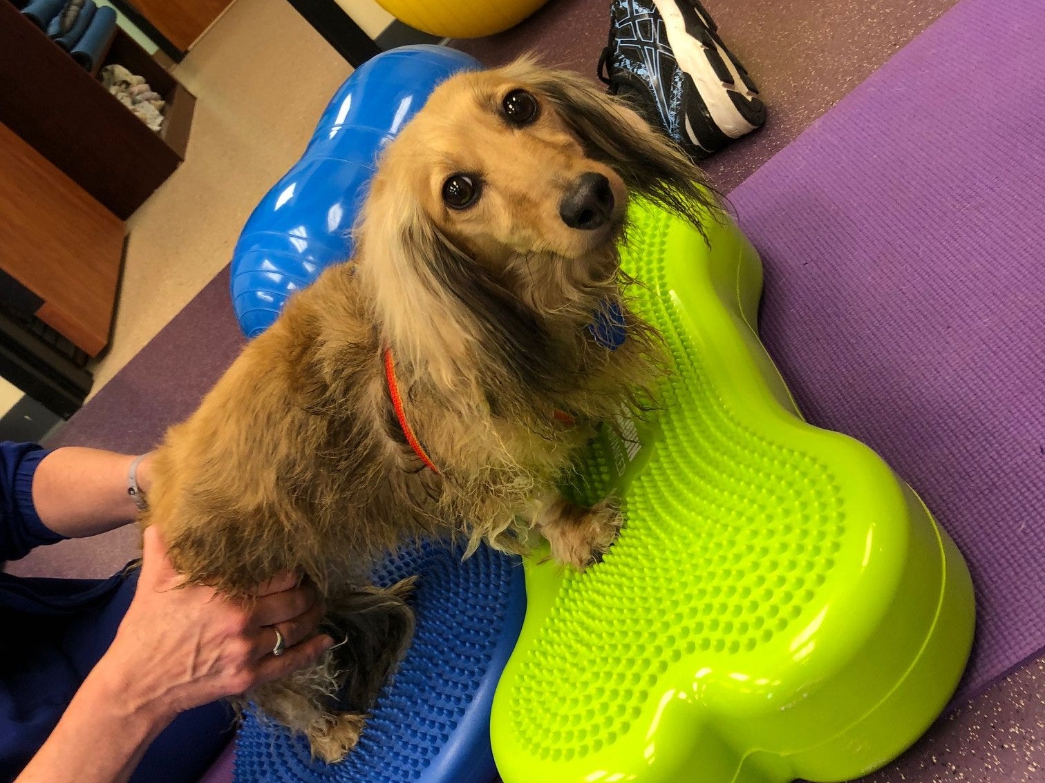 Dog physical therapy: Owners are 