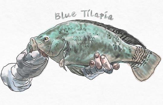 Blue Tilapia