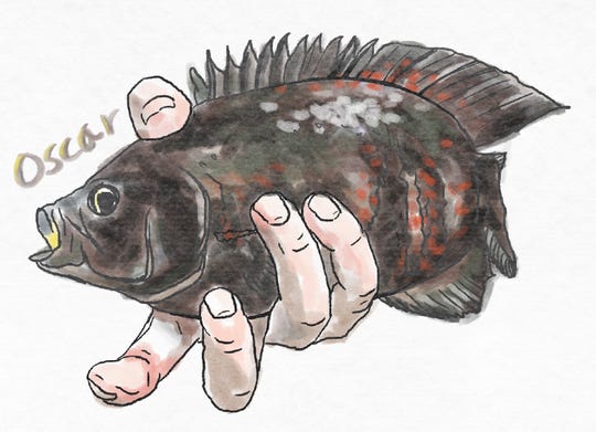 Oscar fish