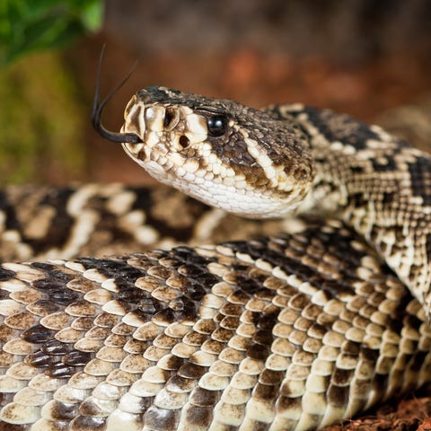 Rattlesnakes: Florida is home to three species of 