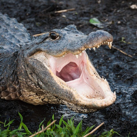 Florida's fascinating and diverse wildlife sets th