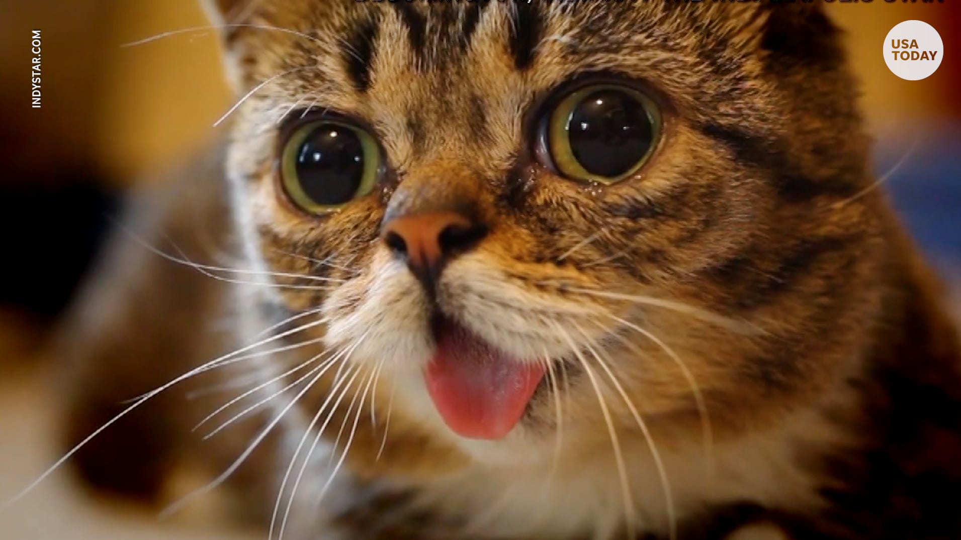 Famous internet cat Lil Bub dies at age 8 Famous internet cat Lil Bub dies at age 8