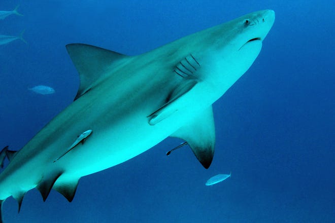 Attaques de requins, morsures ont chuté dans le monde entier en 2022. Voici pourquoi.