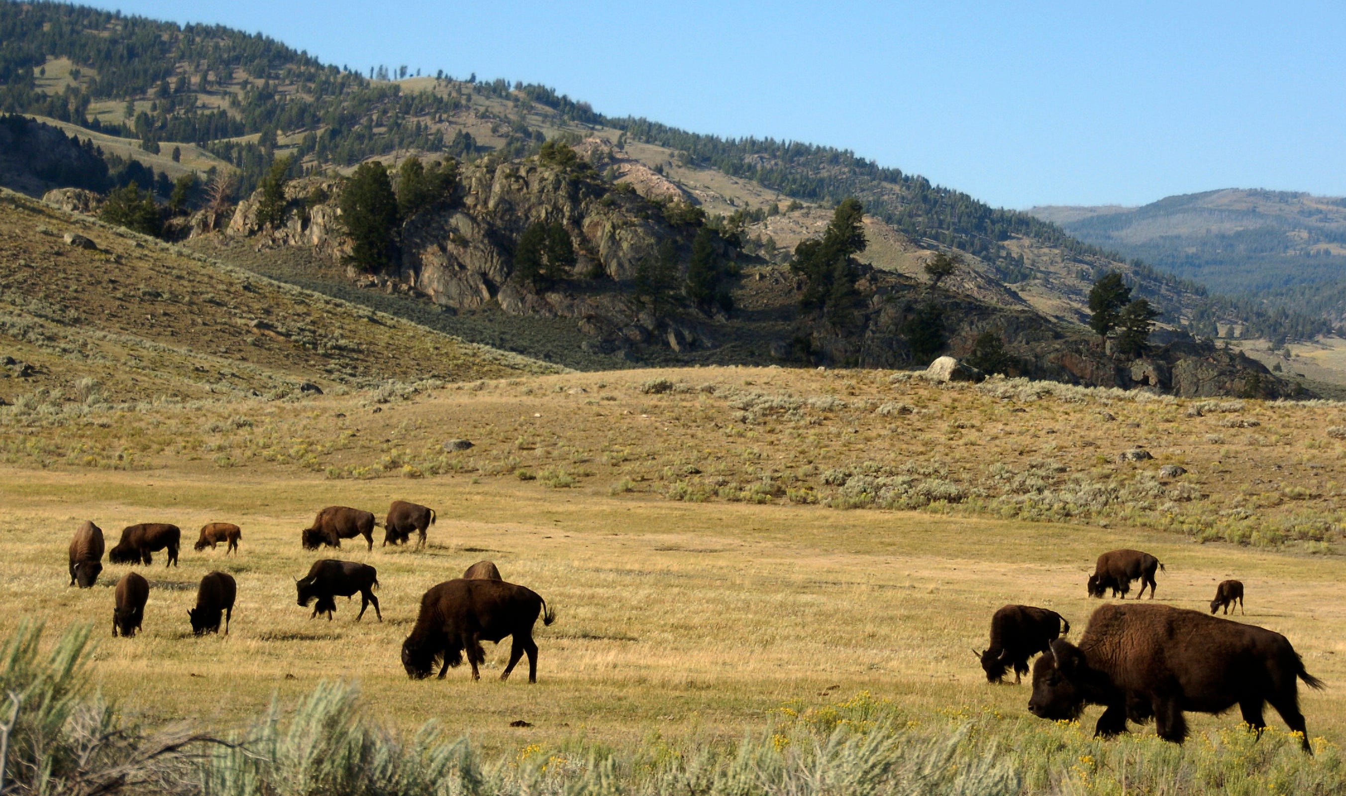 FILE - In this Aug. 3, 2016 file photo, a herd of bison graze in the Lamar Valley of Yellowstone National Park in Wyo. National park officials in Wyoming have announced plans for the selective slaughter of between 600 and 900 Yellowstone bison this winter to help manage population numbers. (AP Photo/Matthew Brown, File)