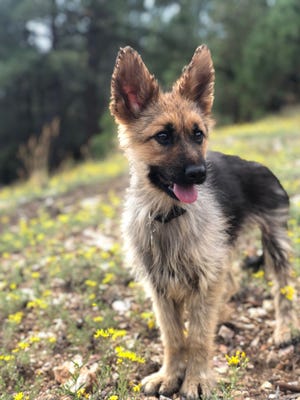 Ranger Mayo, a 2-year-old German shepherd with pituitary dwarfism, lives in Phoenix with owners and "sisters" Shelby and Darcy Mayo. His antics are recorded on his Instagram page, @ranger_thegshepherd.