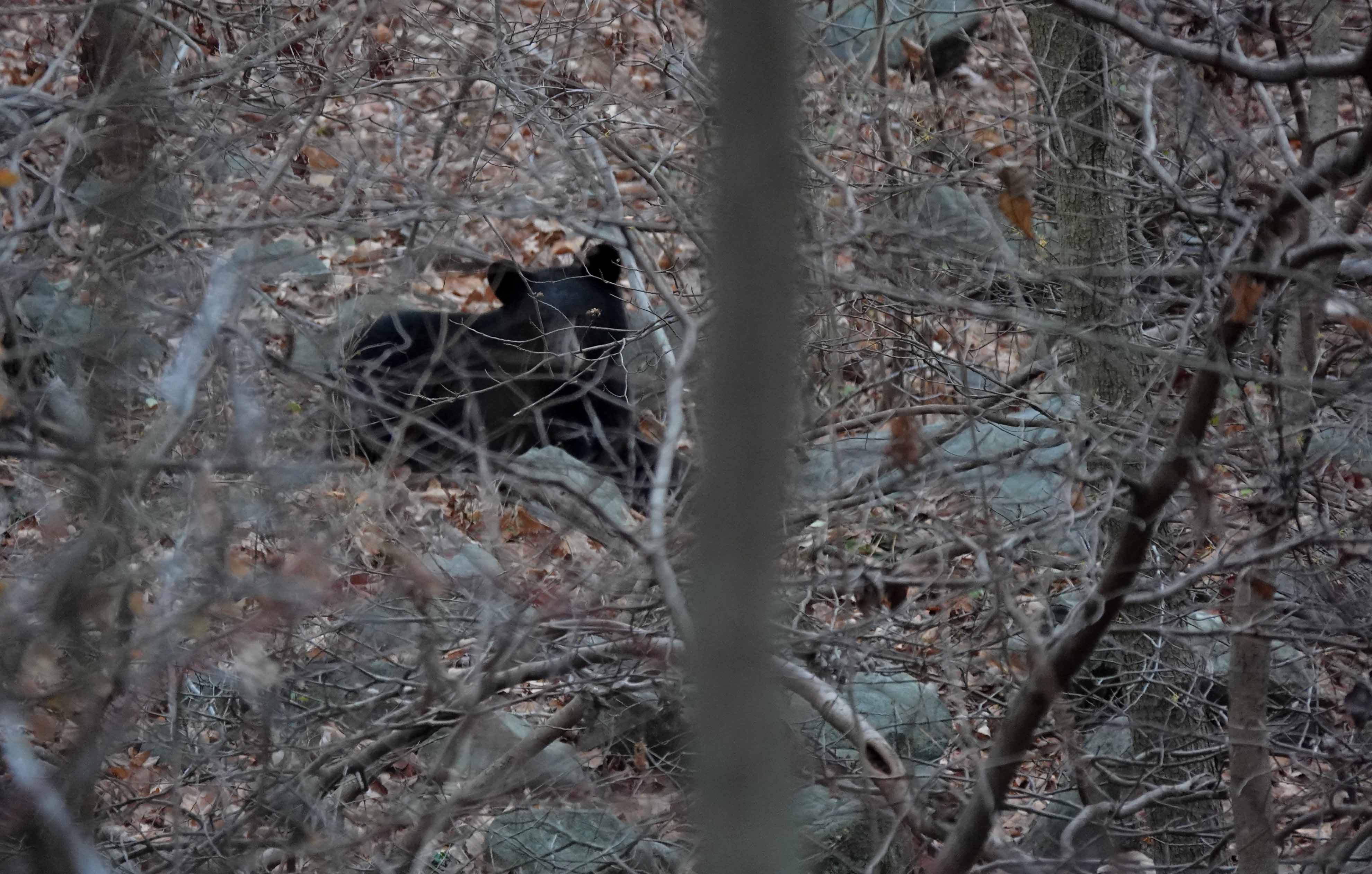 Delaware bear sighting How a bear made its way to downtown Wilmington