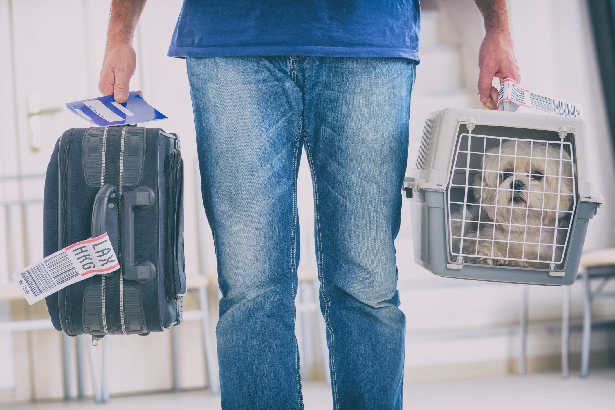 delta airline approved pet carriers in cabin