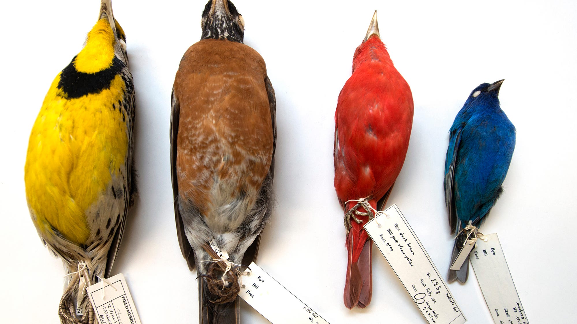 Birds are shrinking in North America, and climate change may be to blame - USA TODAY