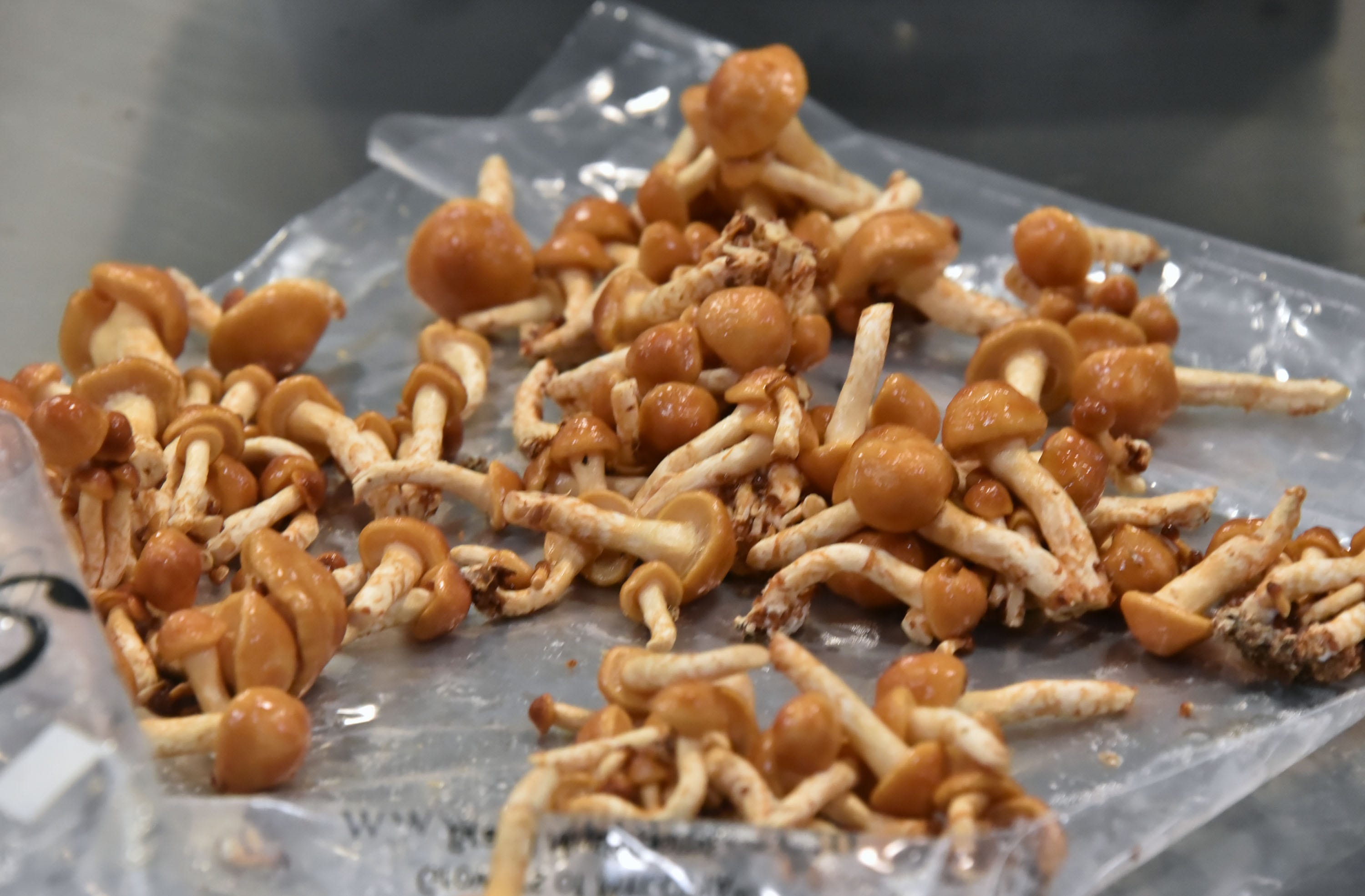Indoor growing facility in Scottville tames the wild mushroom