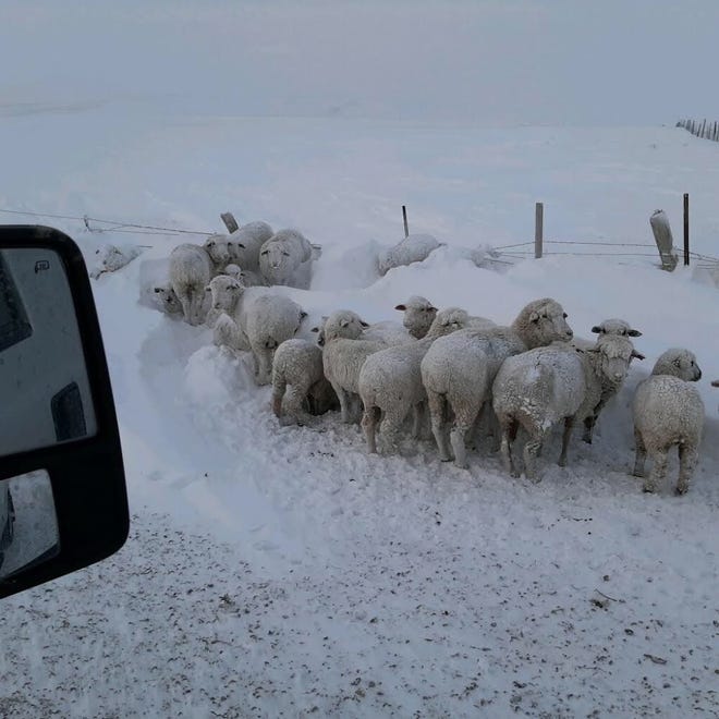 Lisa Schmidt’s good neighbor alerted her to sheep cornered  and stuck in a snow drift in time for her to save some of them, but not all.
