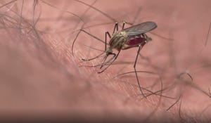 Mosquitoes can carry the West Nile virus.