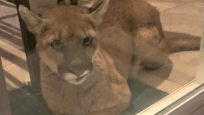 This mountain lion has recently been spotted numerous times near homes in northeast Simi Valley that abut open space in the foothills of the Santa Susana Mountains.
