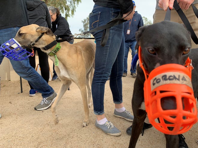 With some closures planned for live greyhound racing tracks across the county, dozens of former racing greyhound dogs in search of forever homes arrived in Phoenix on Dec. 7, 2019.