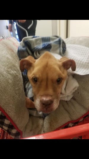 The Butler County Sheriff’s Office Dog Wardens picked up a female pit bull/boxer mix who had to be put down due to her condition. Deputies are searching for the dog's owner.