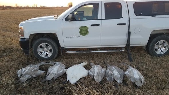 Loai Abdulal, 28, of Ankeny, was charged with killing six trumpeter swans at Paul Errington Marsh, just east of Ankeny.