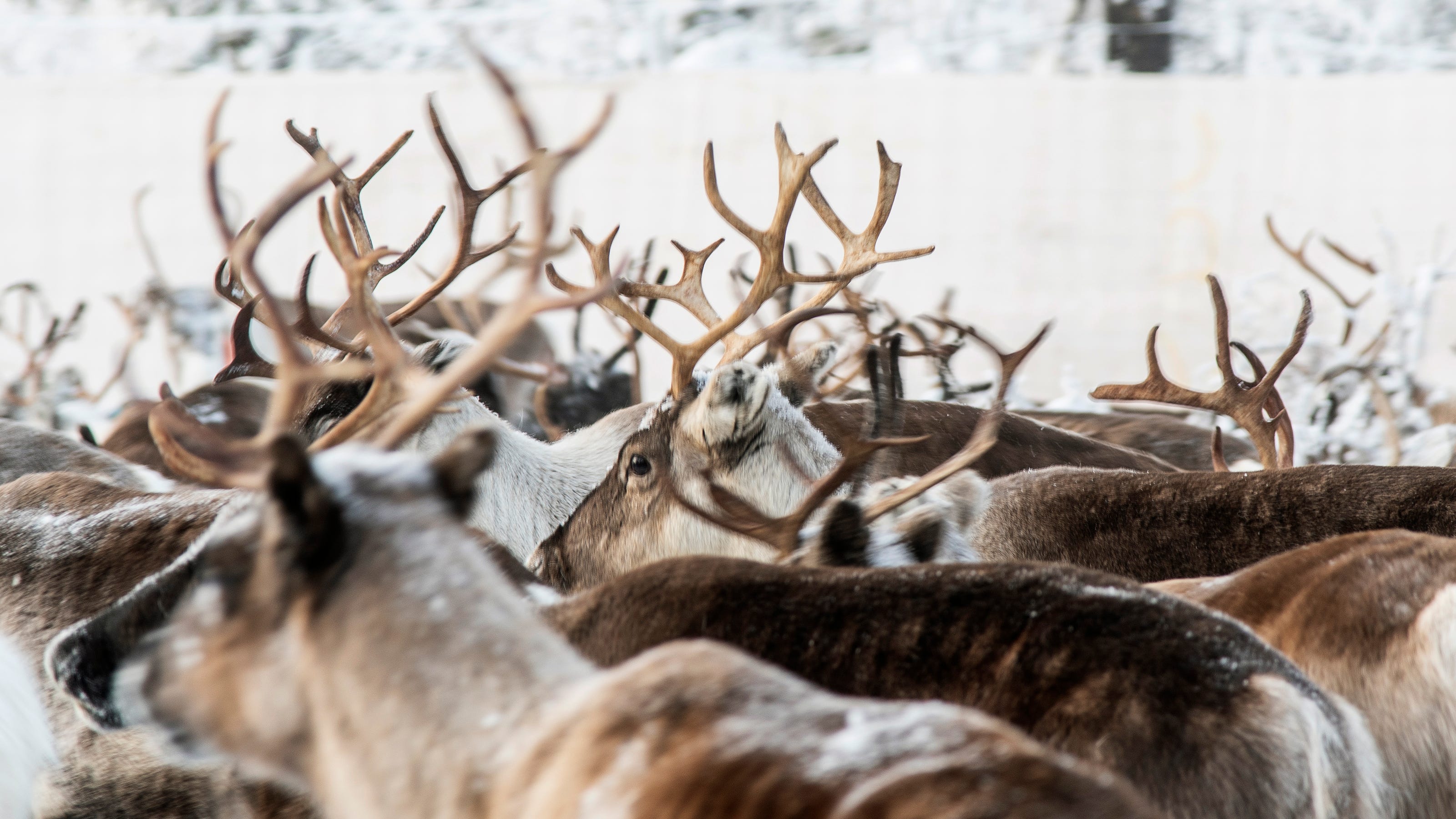 Climate change brings 'strange weather,' leaves reindeer starving in Sweden's arctic - USA TODAY