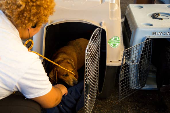 HALO Animal Rescue takes in dogs from Mexico