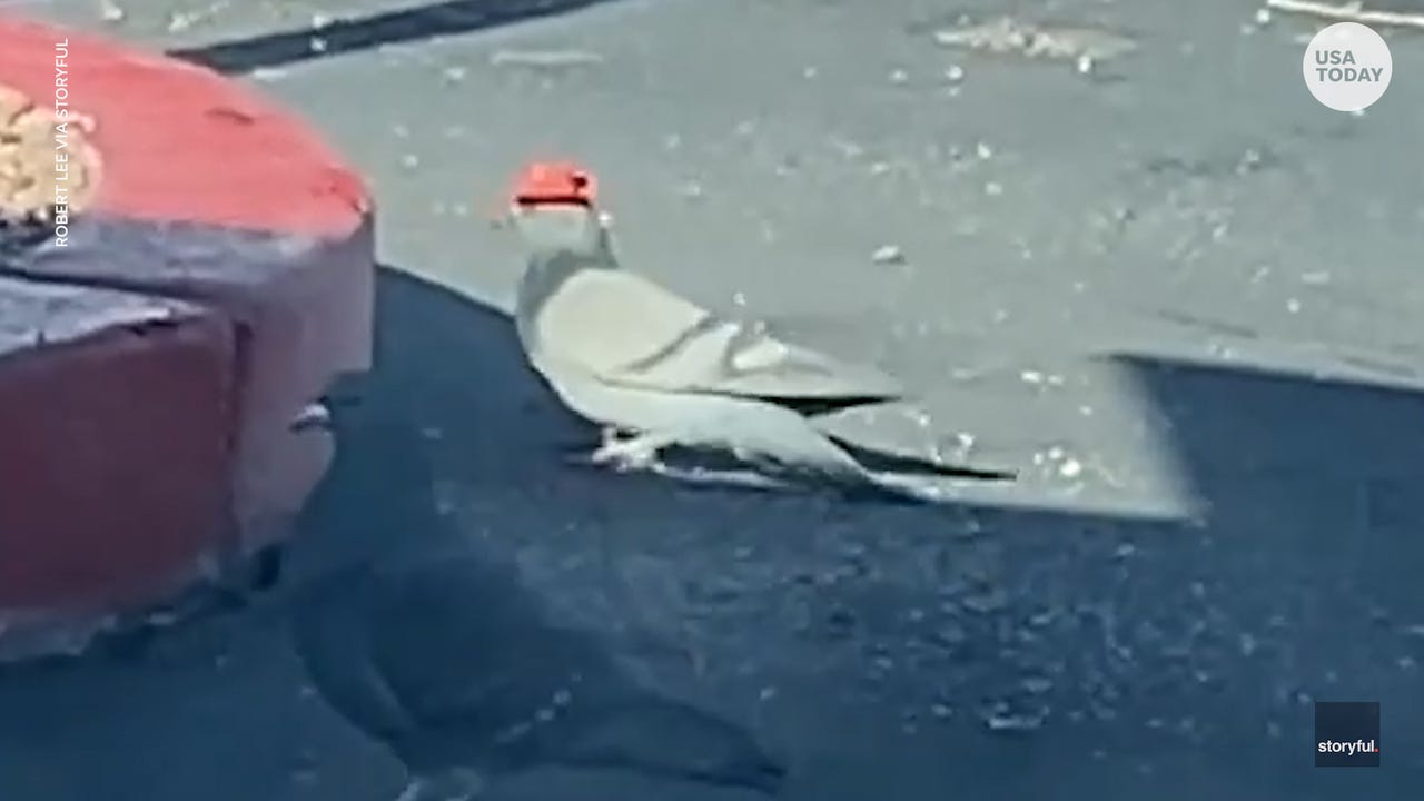 Pigeons wearing tiny hats no laughing matter, Reno officials say