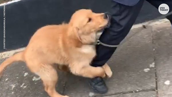 Puppy tries to stop owner from going to school