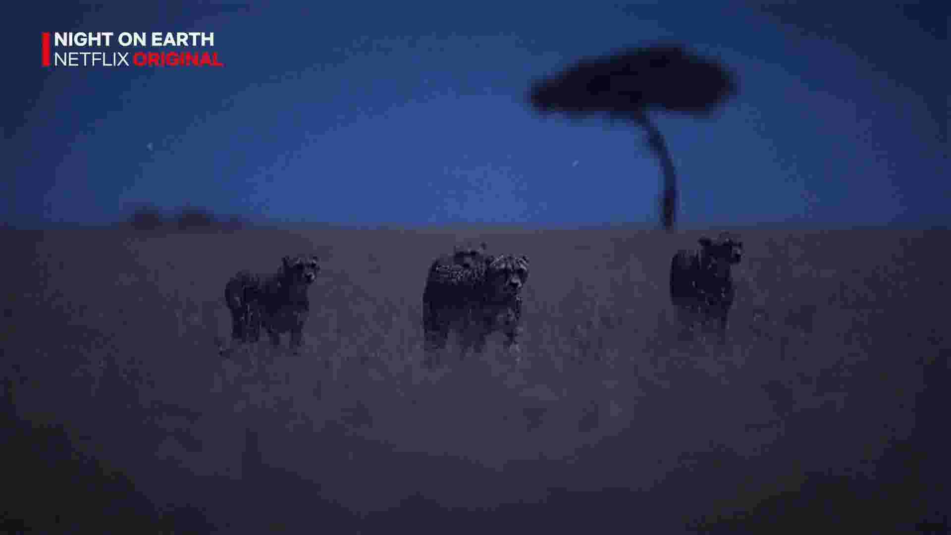 Netflix January 2020, what's on?