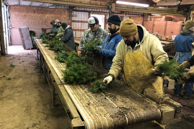 Workers, including Daniel Garibay, right, sort Christmas tree seedlings at Hupp Farms in Silverton.