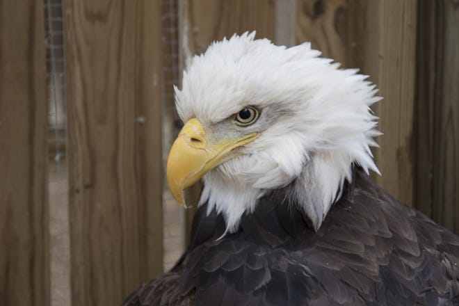 The full-grown female eagle suffered pellet wounds in a leg and a broken wing from the shotgun blast.