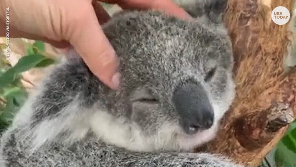 Adorable baby koala clearly enjoys his head massag