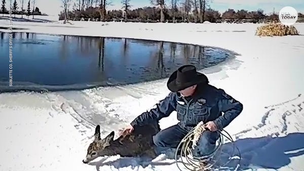 Deputies lasso deer to rescue it from icy pond