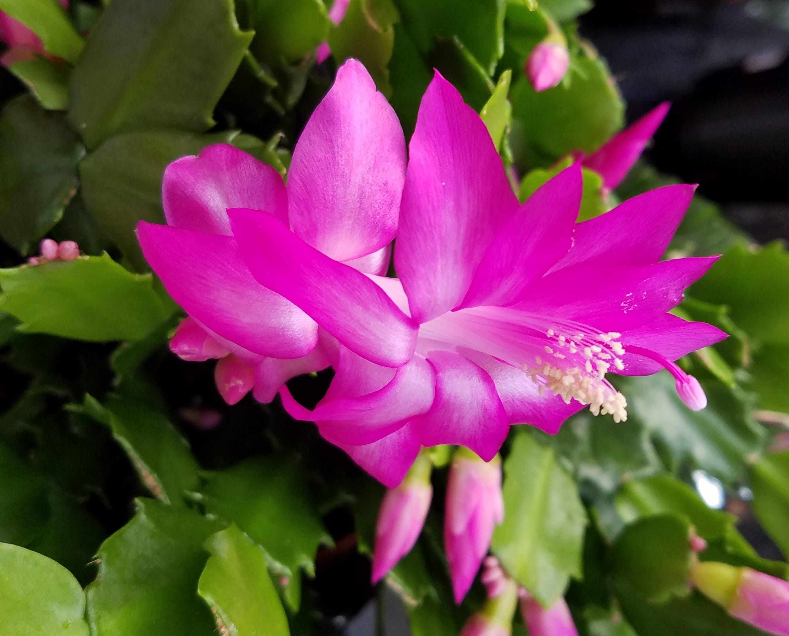 Here S How To Care For That Christmas Cactus You Just Got
