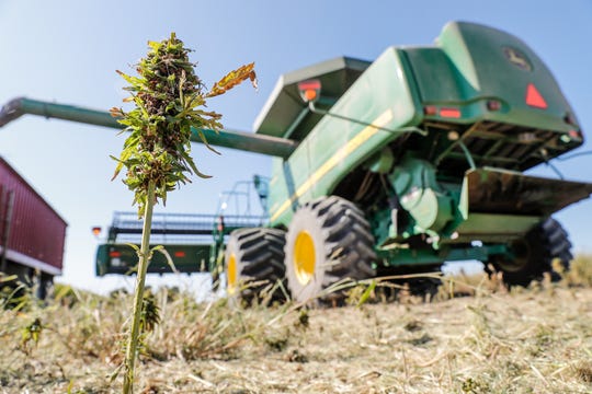 Mississippi lawmakers could decide in the 2020 legislative session whether farmers can grow hemp here, like this farm in Indiana.