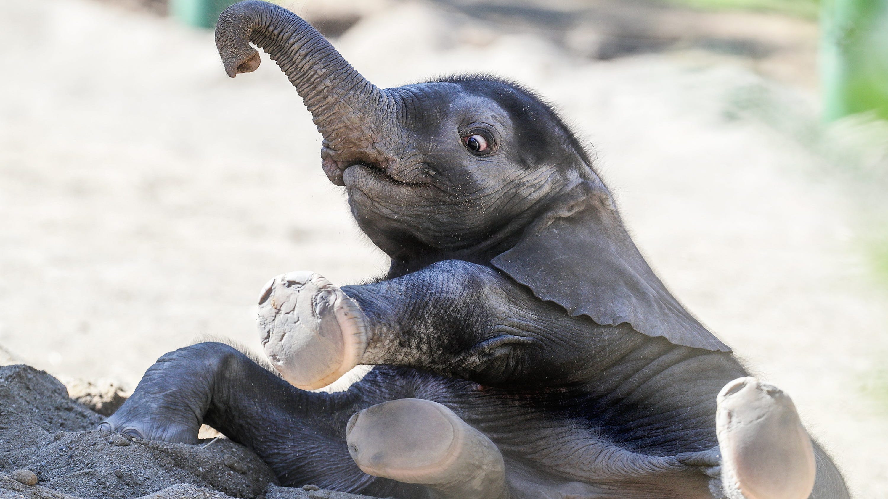 Louisville Zoo To Open Barn Doors For Elephant Viewing In Winter