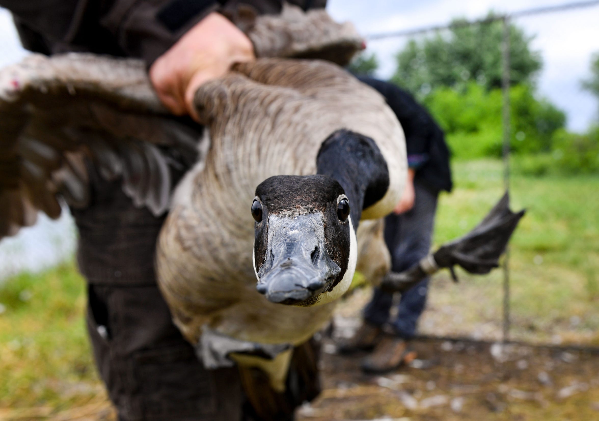 A Canadian goose is brought over to receive a leg band Thursday, June 20, 2019 in Sioux Falls. 