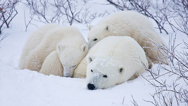 Polar bear watching, Churchill, Canada:   Viewing w