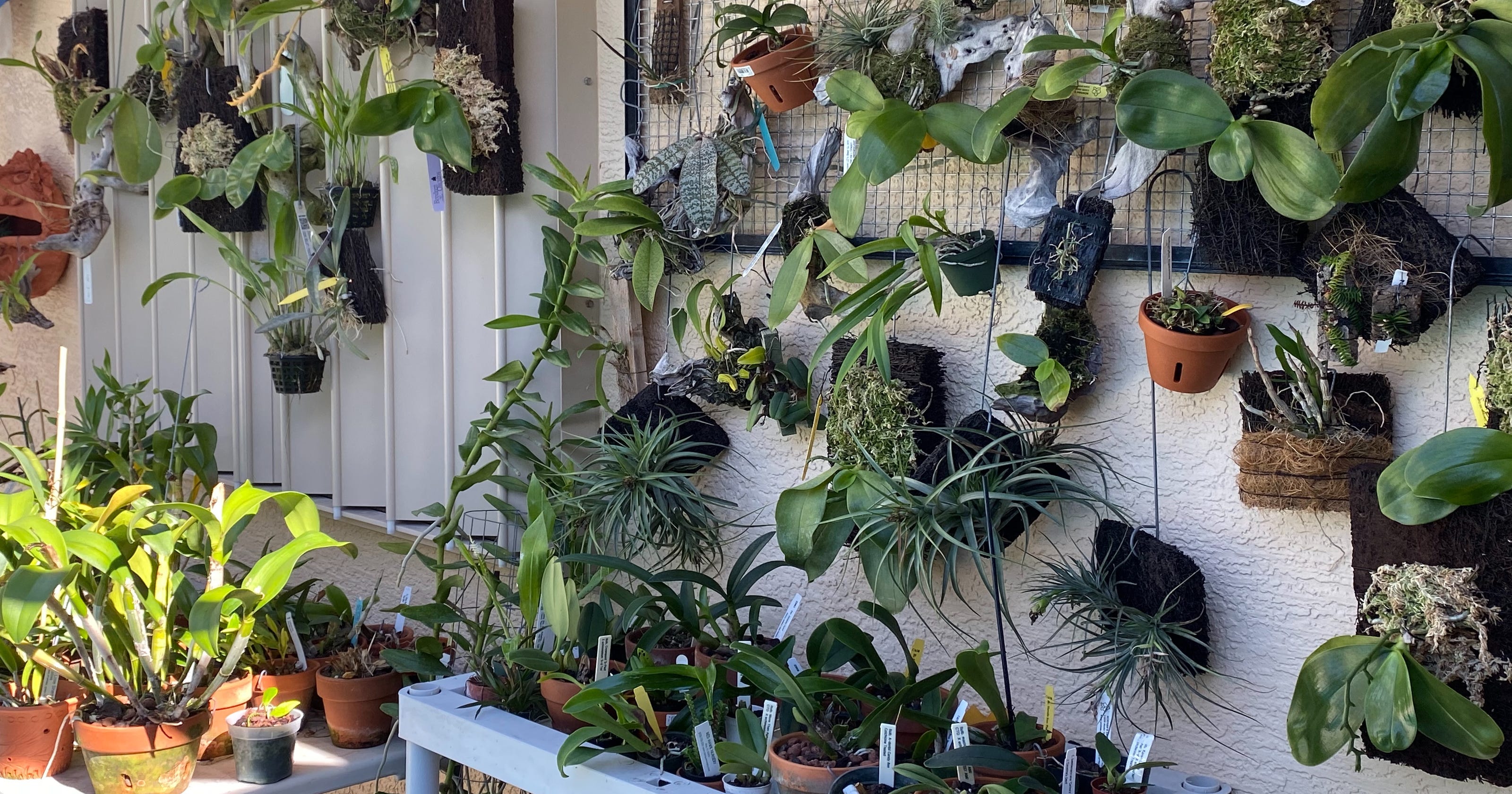 5 tips for growing orchids in Southwest Florida like a pro