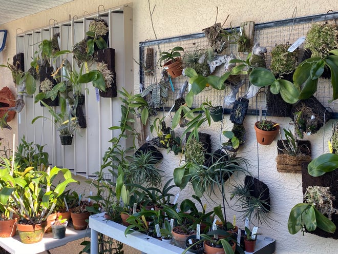 5 Tips For Growing Orchids In Southwest Florida Like A Pro