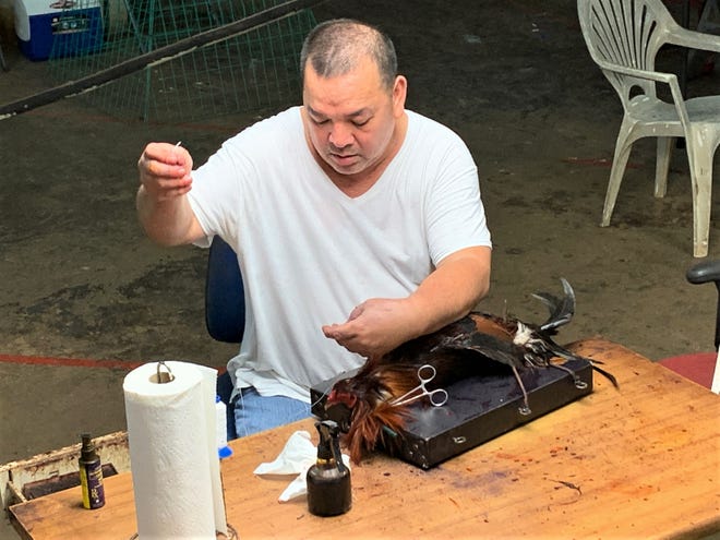 Marlon Pareja, of Dededo, sews a long cut on a rooster's neck during a derby at the Dededo Game Club. He later sewed a cut on the bird's torso, near its left wing. Pareja, who is paid $20 per bird, said he has been doing this at cockfights for the past 10 years.