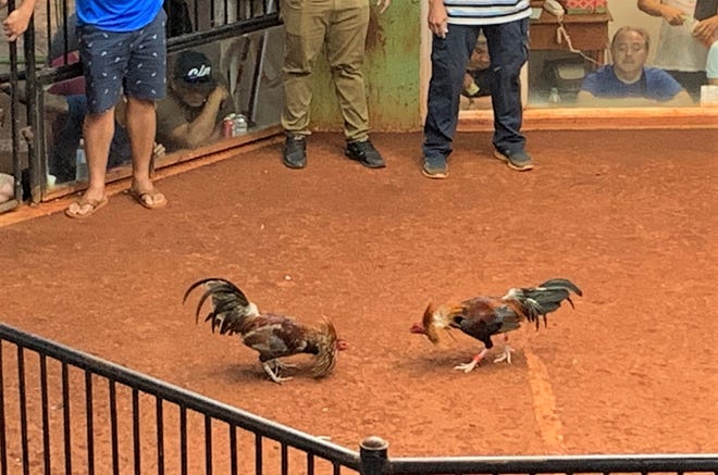 Two fighting roosters prepare to attack during a derby at the Dededo Game Club. The fight was one of more than 80 scheduled for the evening, with a main prize of more than $50,000 for the contestant with the best record.