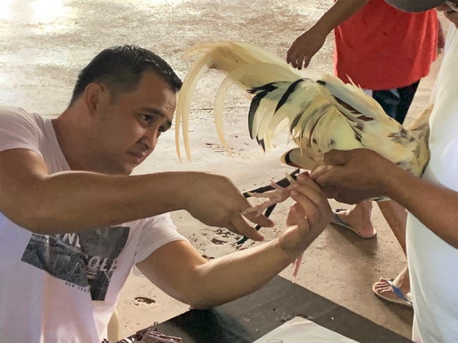 Ponz Manalo secures a tag to the leg of a rooster after it was weighed in advance of a three-cock derby Dec. 14 at the Dededo Game Club.