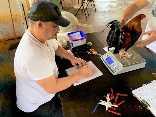 Roberto "Bec-Bec" Malig, records the weight of a rooster the morning of Dec. 14 at the Dededo Game Club. The bird is one of more than 170 to fight in the cockpit that evening.