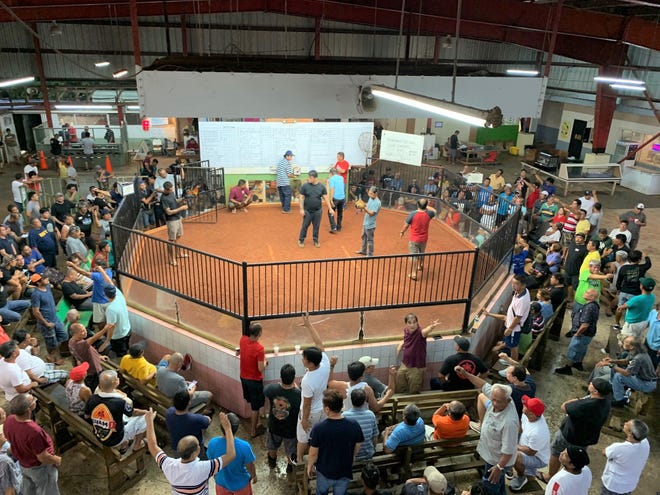 Specators and bet callers, their arms raised, make final wagers before a cockfight at the Dededo Game Club on Dec. 14. About 200 people attended the event, paying $10 at the door. It was one of the last legal cockfights on island and in the nation.