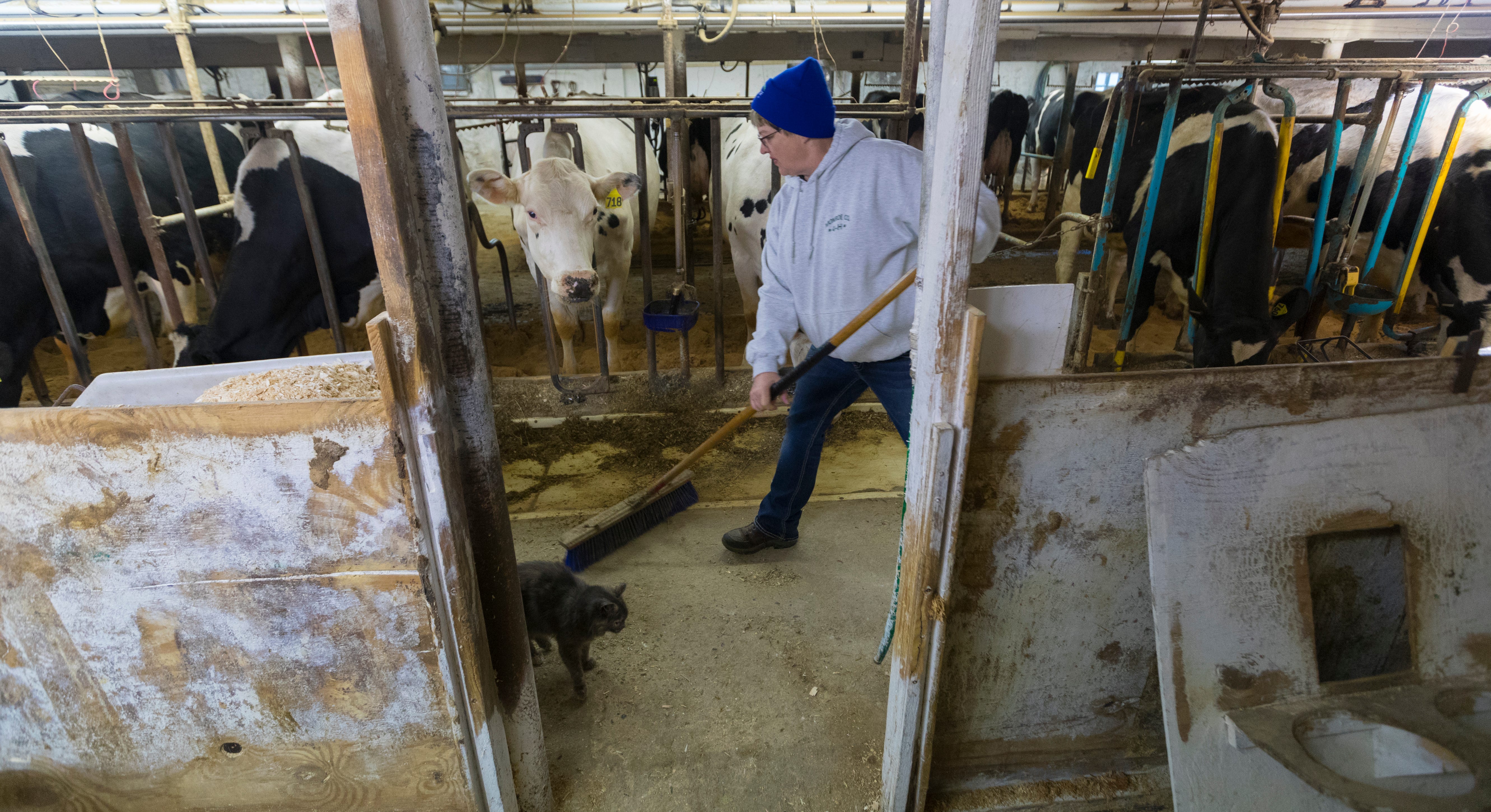 Annette Trescher sweeps around a barn cat while doing morning chores on her family's farm in Cashton. They currently milk about 80 cows twice a day.