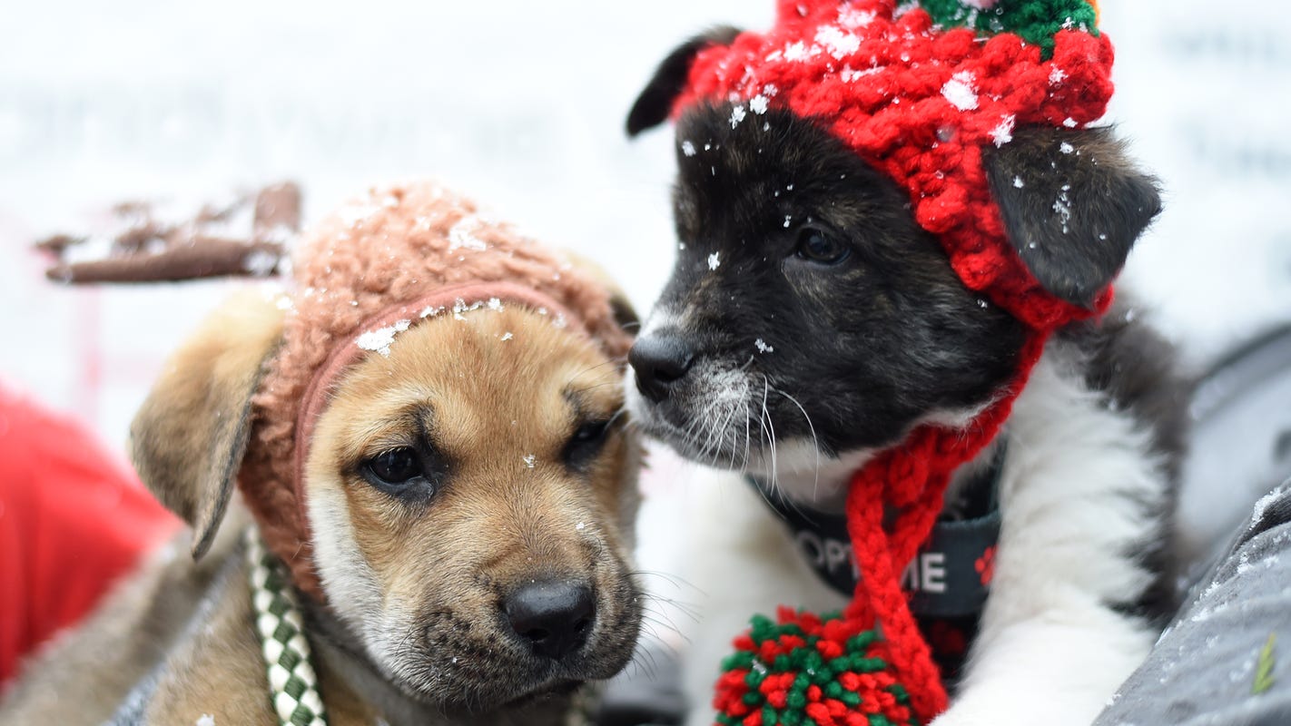 Puppy sleepovers, paisley-patterned botanic garden: News from around our 50 states