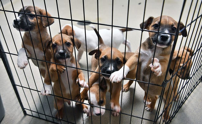 These seven adorable mixed-breed puppies are eight weeks old and available for adoption at the Wichita Falls Animal Services Center. 