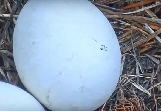 Southwest Florida Eagle Cam: Crack seen in one of Harriet's two eggs