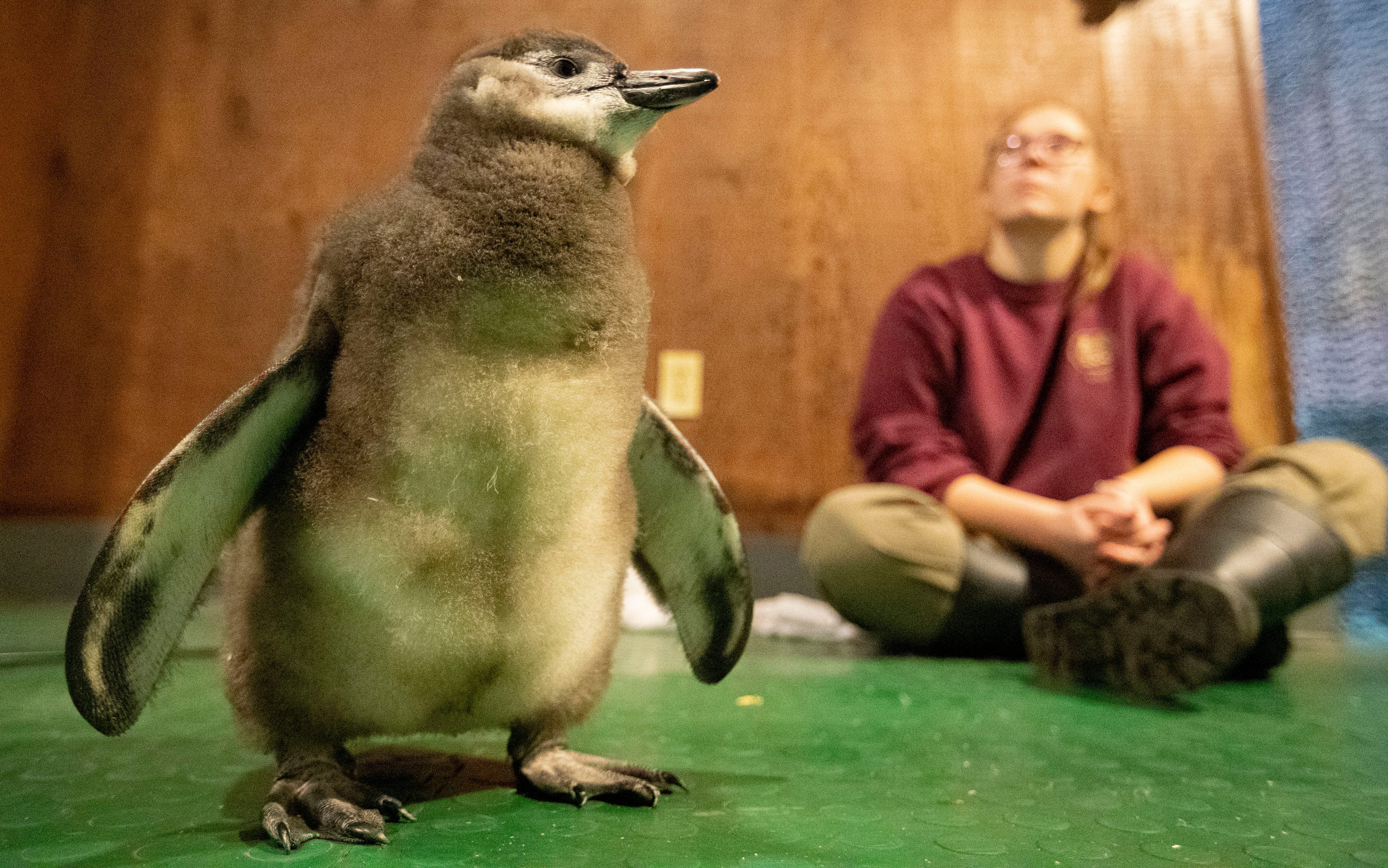 Memphis Zoo 2 Endangered African Penguin Chicks Hatch At Zoo