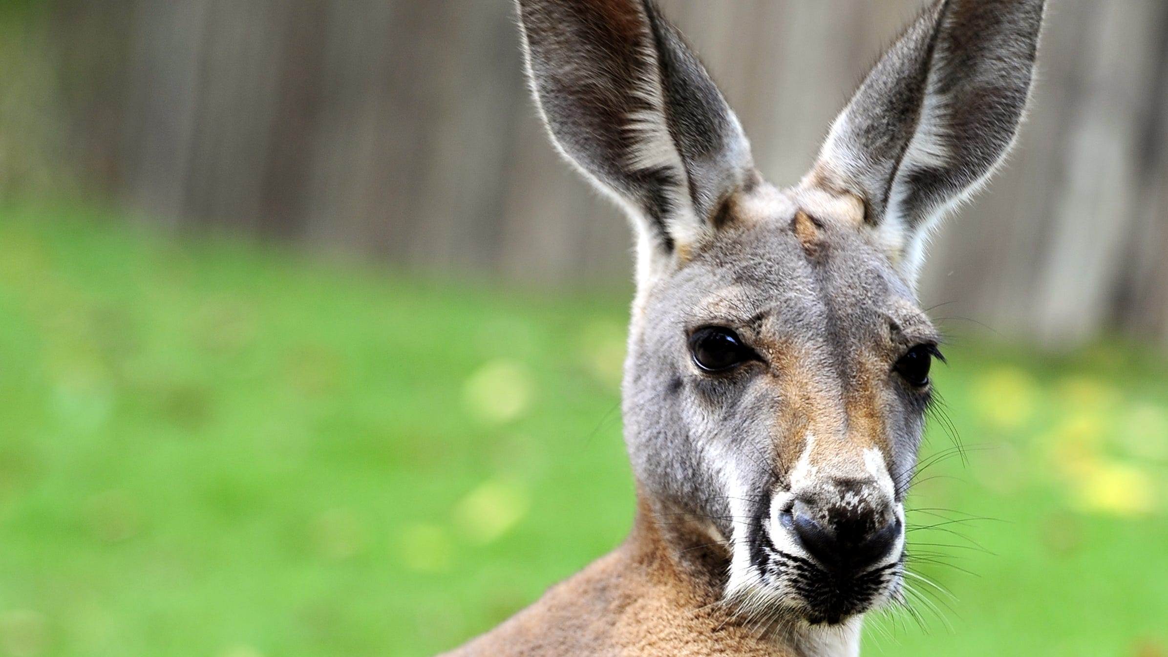 Walk With A Kangaroo Without Leaving Cincy Thanks To New Zoo Exhibit